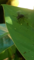 Parachartergus apicalis