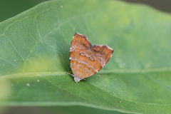 Choreutis achyrodes