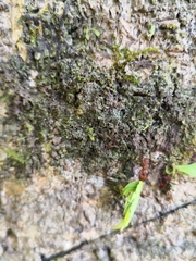 Attini
