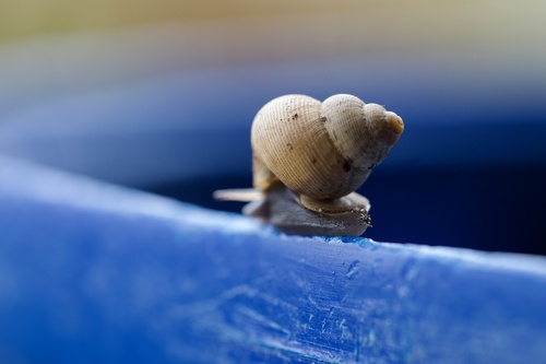 Round-mouthed Snail