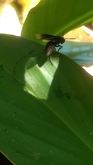 Parachartergus apicalis