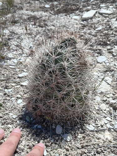 Pediocactus sileri