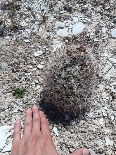 Pediocactus sileri