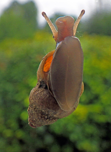 Round-mouthed Snail