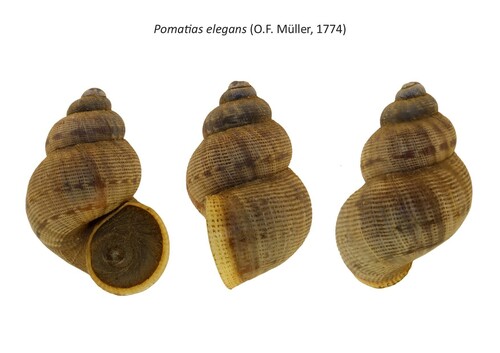Round-mouthed Snail