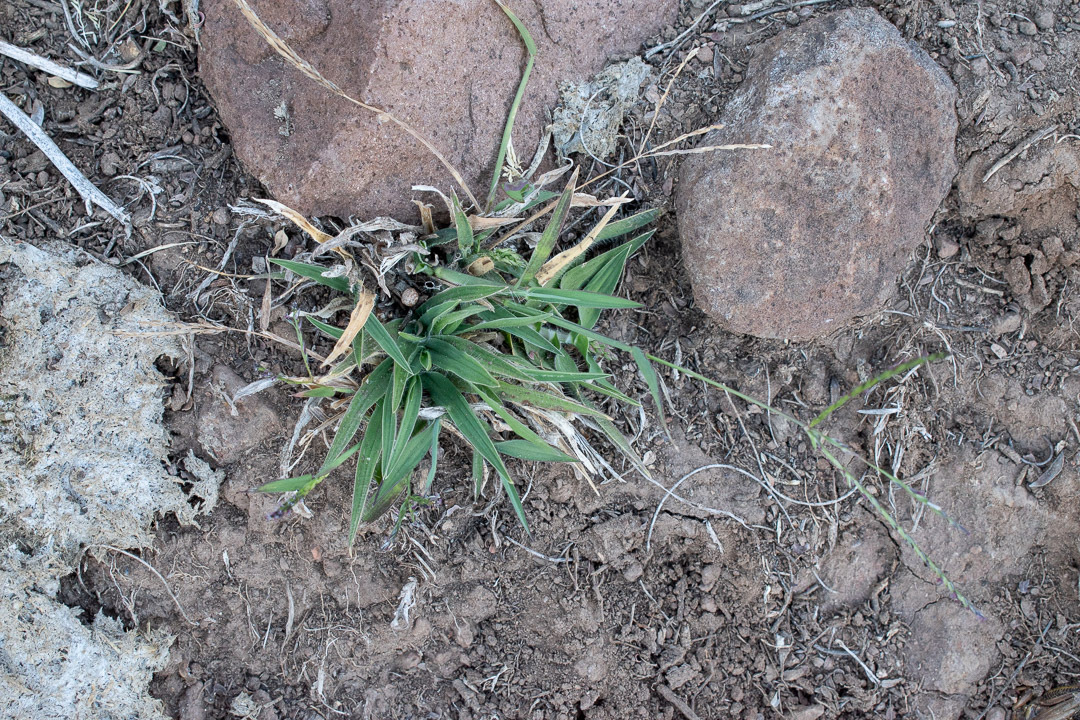 Imagem de Capim-urochloa