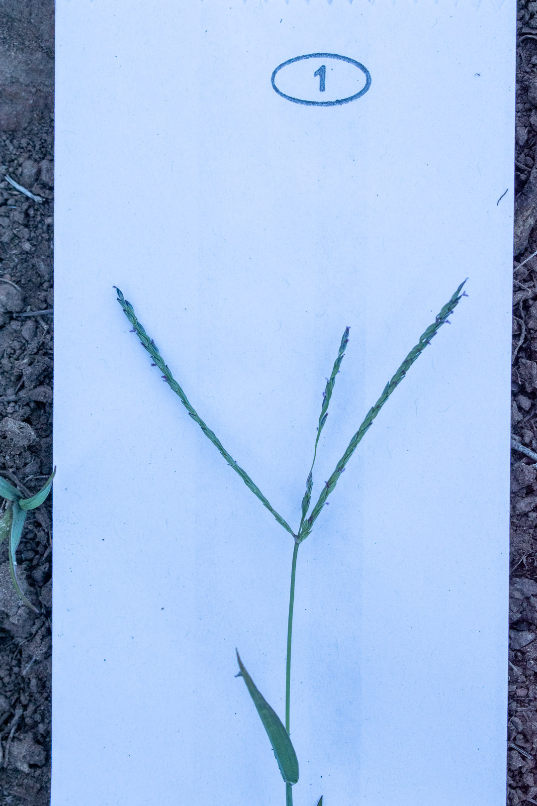 Imagem de Capim-urochloa