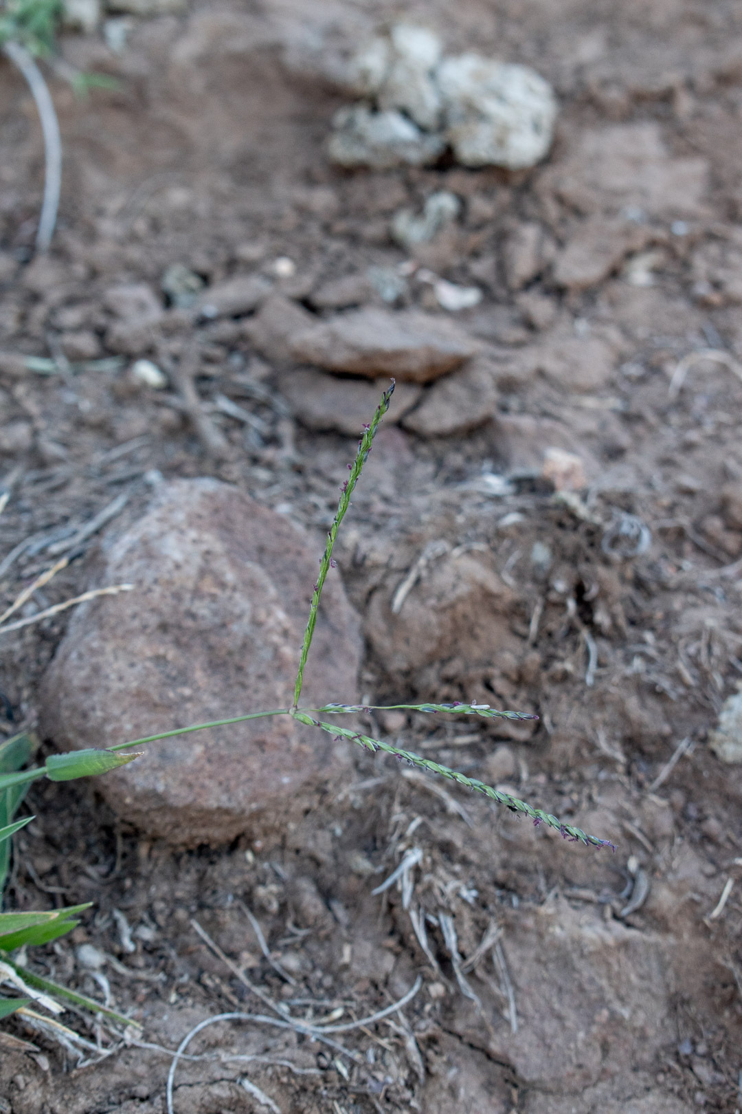 Imagem de Capim-urochloa