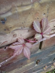 Parthenocissus henryana