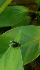 Parachartergus apicalis