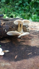 Auriscalpium villipes