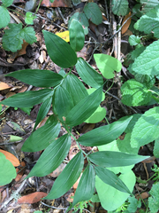 Maianthemum