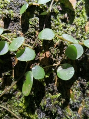 Peperomia rotundifolia