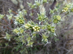 Pimelea aridula