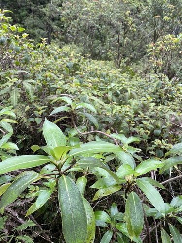Kadua tryblium, 2024-03-12