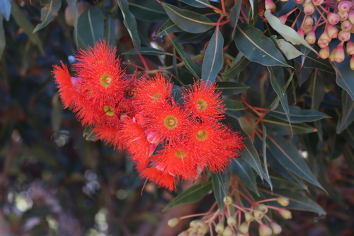 Corymbia ficifolia
