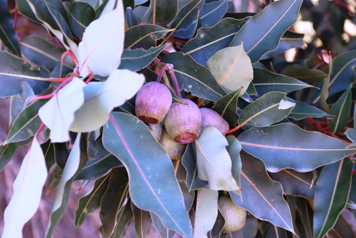 Corymbia ficifolia