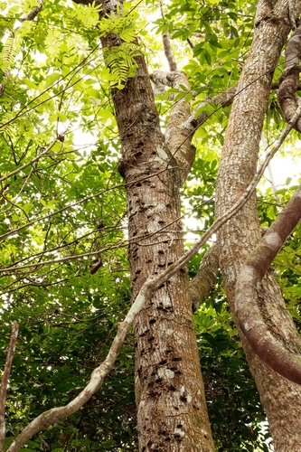 Rourea doniana (Rourea doniana)
