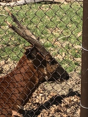 Tragelaphus eurycerus