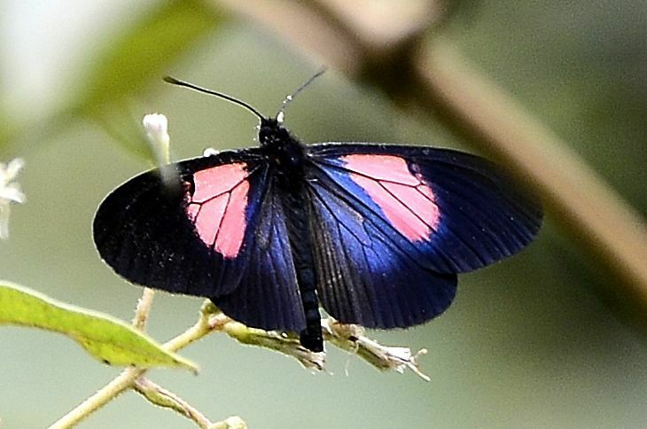 Actinote callianthe