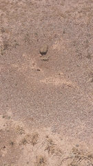 Pogonomyrmex rugosus