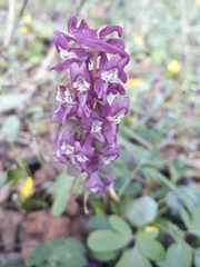 Corydalis cava