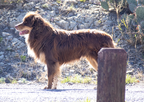 Domestic Dog photographed in New Mexico