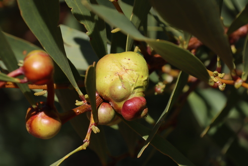 Longleaf Wattle Gall Wasp