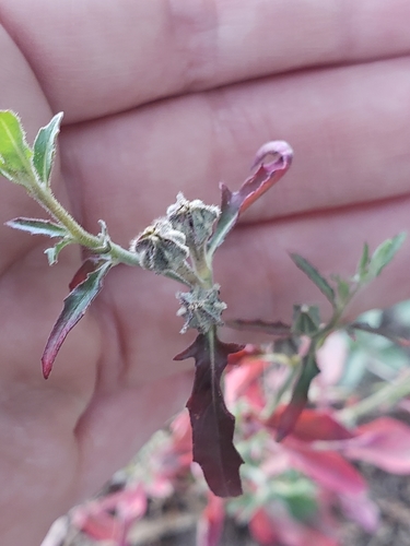 Oenothera kunthiana