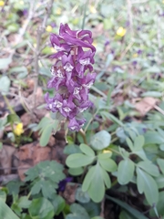 Corydalis cava