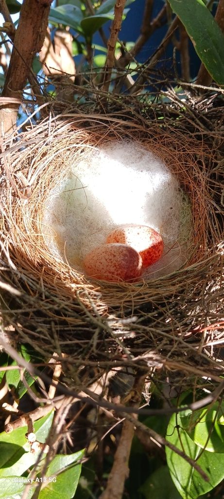 Noisy Miner from Moorooka QLD 4105, Australia on March 19, 2024 at 03: ...