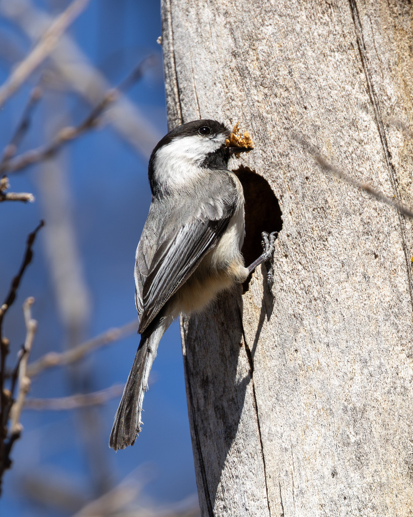 Black Capped Chickadee From Pioneers Park Nature Center 3201 South