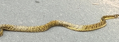 Shropshire's Puffing Snake photo 5