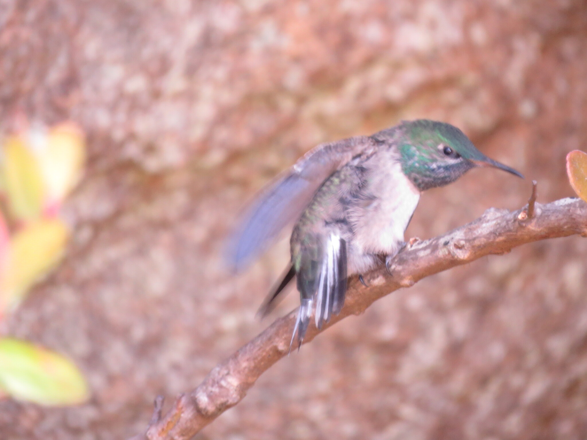 Oreotrochilus cyanolaemus image