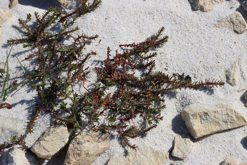 Image of Laurembergia repens by (c) Tony Rebelo, some rights reserved (CC BY-SA)