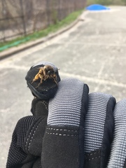 Anthophora villosula