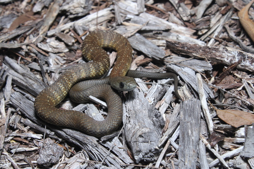 Tiger Snake sighting