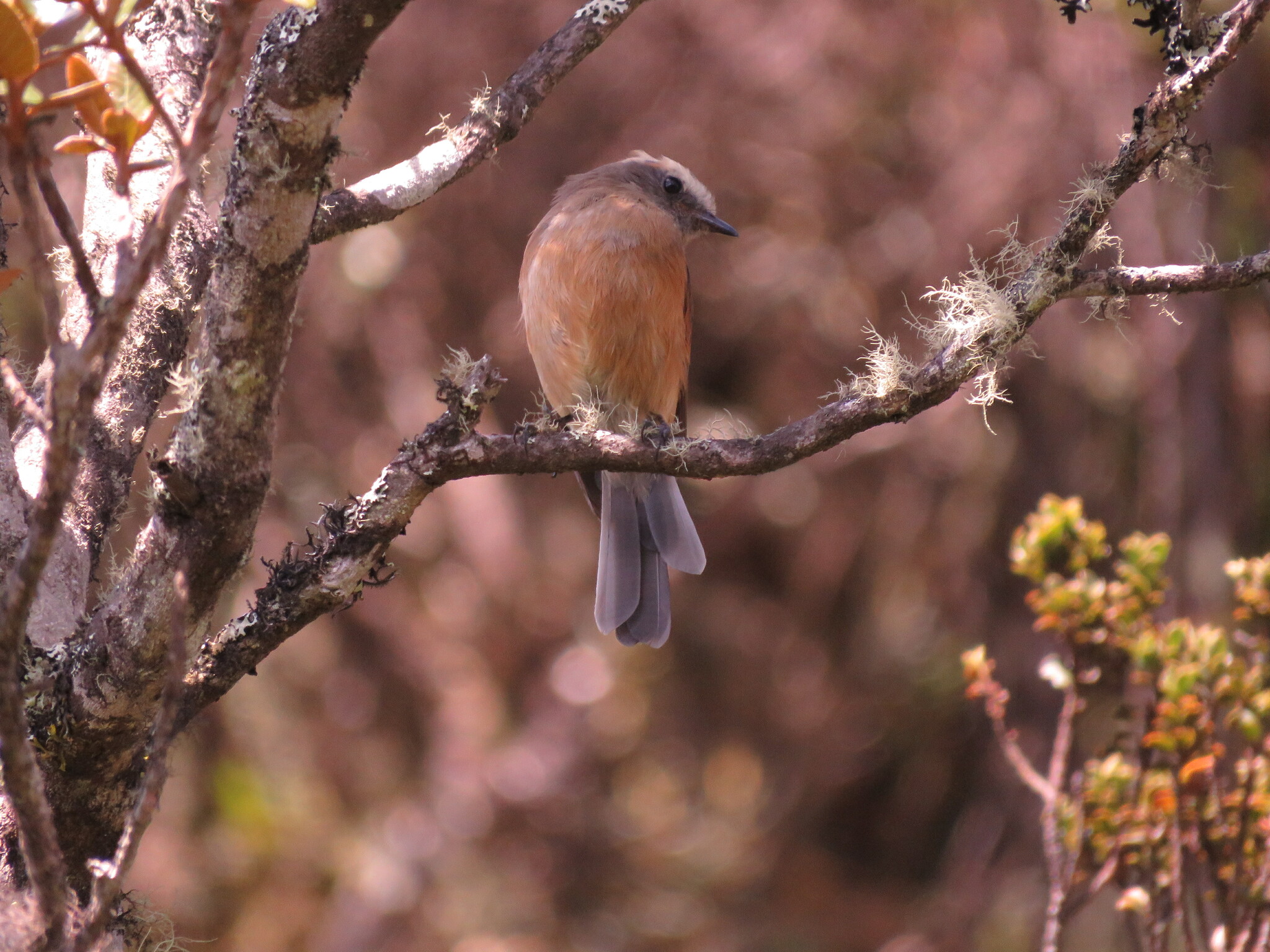 Ochthoeca fumicolor image