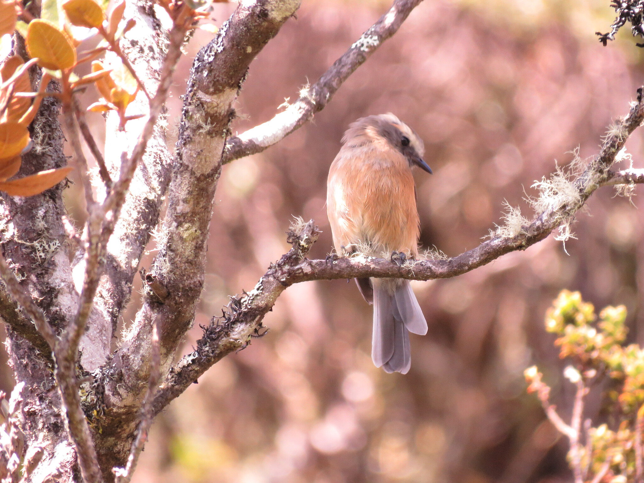 Ochthoeca fumicolor image