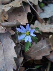 Anemonoides caucasica