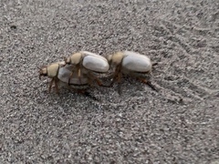 Pseudocotalpa giulianii