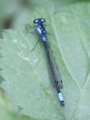 Zoniagrion exclamationis