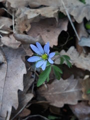 Anemonoides caucasica