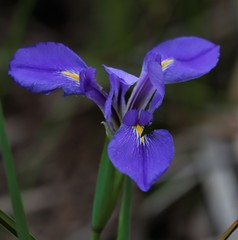 Iris giganticaerulea
