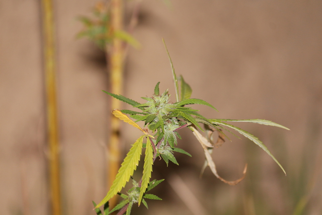 Sativa Marijuana from Carletonville, 2499, South Africa on March 19 ...