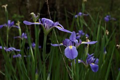 Iris giganticaerulea
