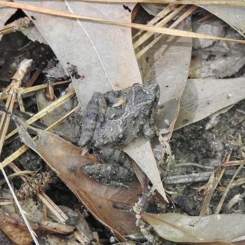 Blanchard's Cricket Frog (Acris blanchardi), a species recorded in Ohio