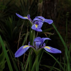 Iris giganticaerulea