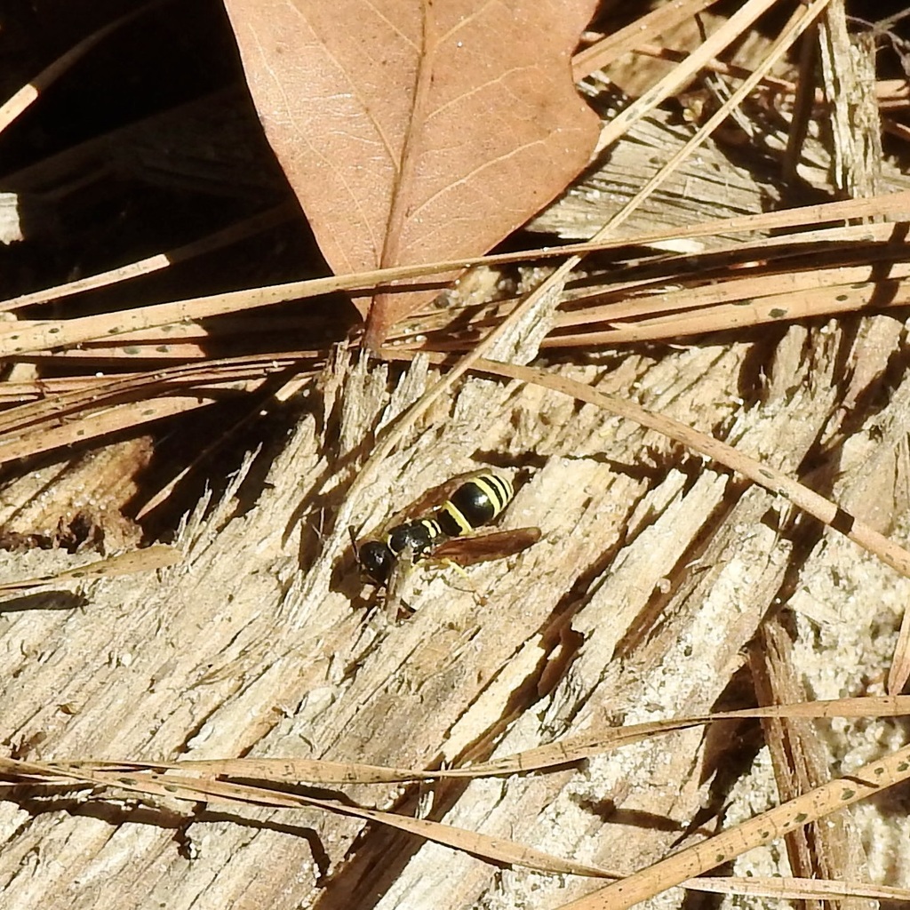 Bramble Mason Wasp