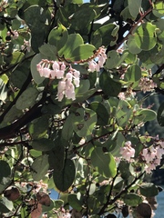 Arctostaphylos viscida